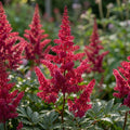 Prachtspiere 'Bonn Japonica' - 5 Stück - LumiBlumi