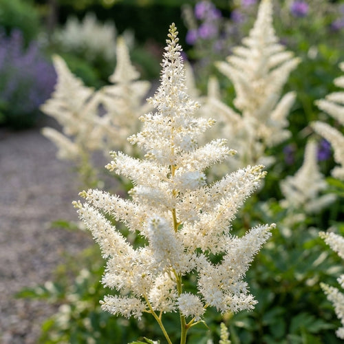 Prachtspiere japonica 'Deutschland' - 5 Stück - LumiBlumi