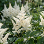 Prachtspiere japonica 'Deutschland' - 5 Stück - LumiBlumi