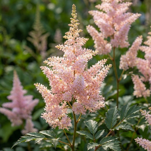 Prachtspiere 'Peach Blossom' - 5 Stück - LumiBlumi