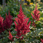 Prachtspiere 'Red Sentinel Japonica' - 10 Stück