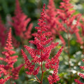 Prachtspiere 'Red Sentinel Japonica' - 10 Stück