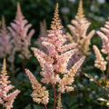Prachtspiere 'Spotlight Chinensis' - 10 Stück
