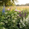 Astrantia 'Major Alba' - Sterndolde, Astrantie