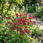 Sterndolde 'Major Claret' - 3 Stück