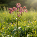 Astrantia 'Major Primadonna' - 4 Stück - LumiBlumi
