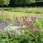 Astrantia 'Major Primadonna' - 4 Stück - LumiBlumi