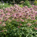 Astrantia 'Major Primadonna' - 4 Stück - LumiBlumi