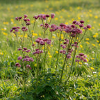 Astrantia 'Major Primadonna' - 4 Stück - LumiBlumi
