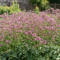 Sterndolde 'Major Rosea' - 3 Stück - LumiBlumi