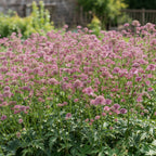 Sterndolde 'Major Rosea' - 3 Stück - LumiBlumi