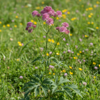 Sterndolde 'Major Rosea' - 3 Stück - LumiBlumi