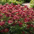 Astrantia 'Ruby Cloud Major' - Sterndolde, Astrantie - LumiBlumi