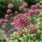 Astrantia 'Ruby Cloud Major' - Sterndolde, Astrantie - LumiBlumi