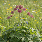Astrantia 'Ruby Cloud Major' - Sterndolde, Astrantie - LumiBlumi