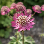 Astrantia 'Ruby Cloud Major' - Sterndolde, Astrantie - LumiBlumi