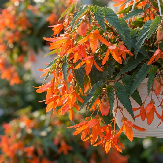 Begonie 'Bertinii Boliviensis Orange' - 3 Stück
