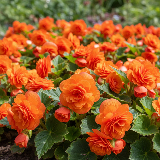 Begonie 'Doppel Orange' - 8 Stück