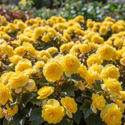 Begonie 'Doppel Gelb' - 10 Stück