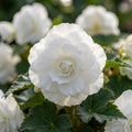 Begonie 'Doppel Weiss' - 10 Stück - LumiBlumi