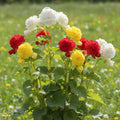Begonia 'Fimbriata Mischung' - Begonie