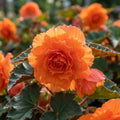 Begonie 'Fimbriata Orange' - 25 Stück - LumiBlumi