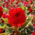 Begonie 'Fimbriata Rot' - 25 Stück - LumiBlumi