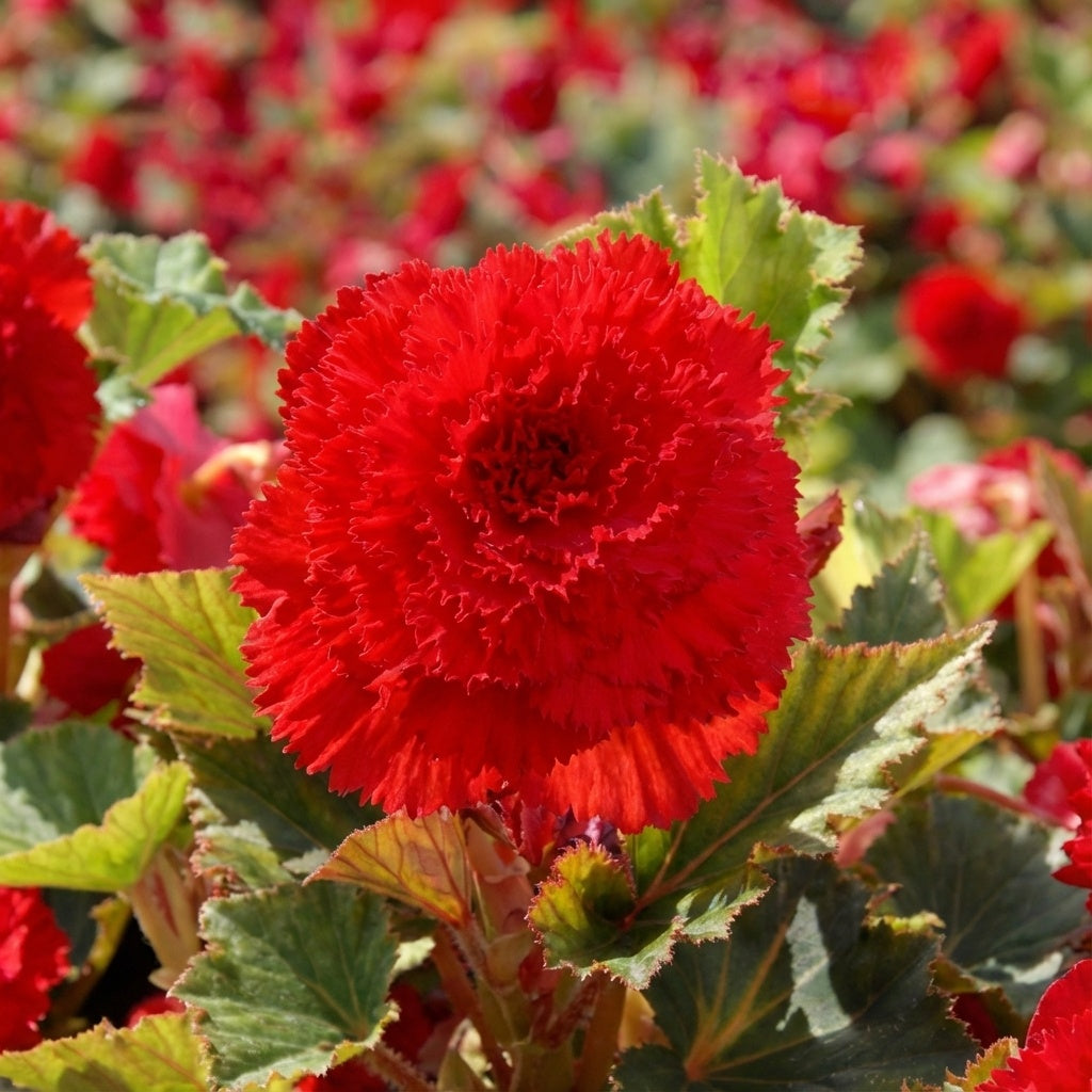 Begonie 'Fimbriata Rot' - 25 Stück - LumiBlumi