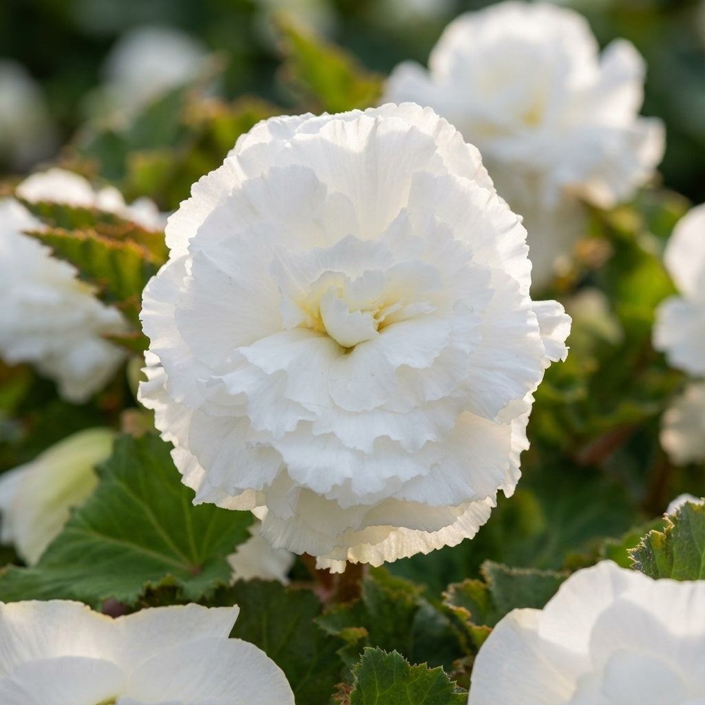 Begonie 'Fimbriata Weiss' - 10 Stück - LumiBlumi