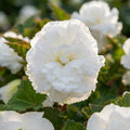 Begonie 'Fimbriata Weiss' - 10 Stück - LumiBlumi