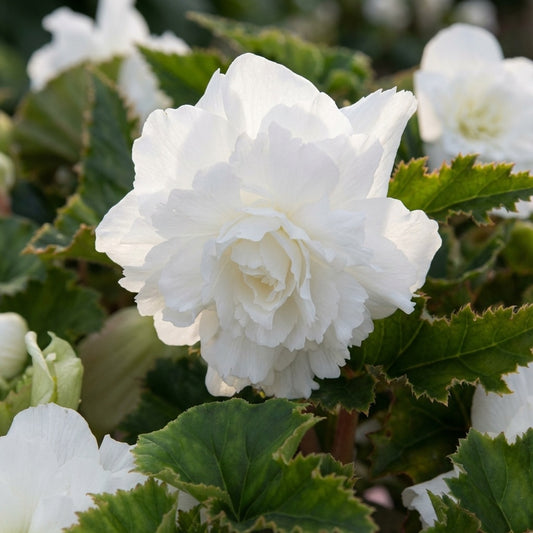 Begonie 'Pendula Weiss' - 8 Stück