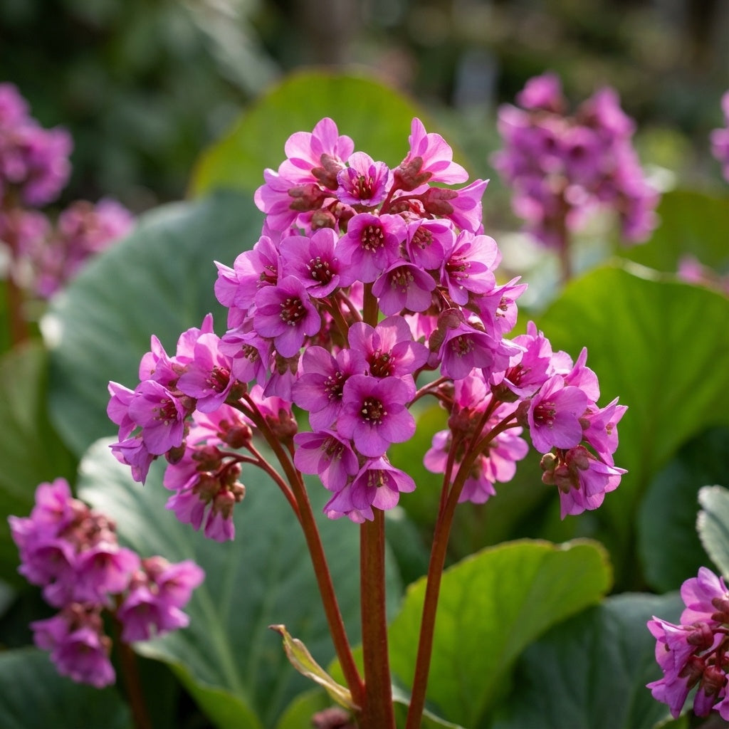 Bergenia cordifolia 'Purpurea' - 3 Stück