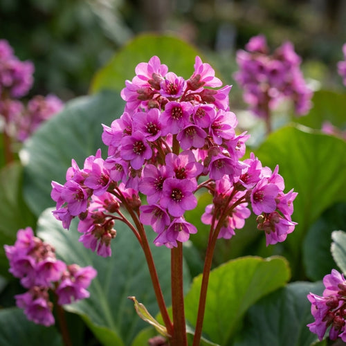 Bergenia cordifolia 'Purpurea' - 3 Stück - LumiBlumi