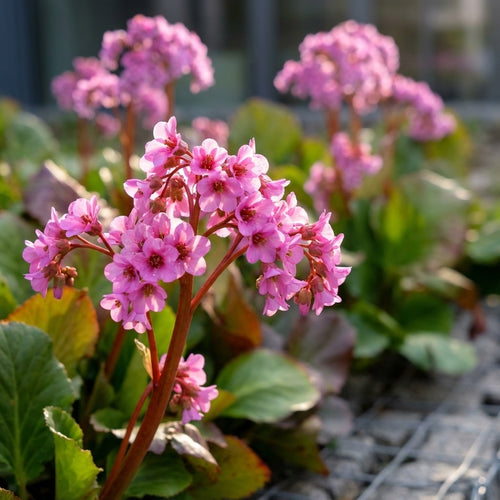 Bergenia cordifolia 'Purpurea' - 3 Stück - LumiBlumi