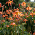 Bessera 'Elegans'