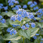Kaukasusvergissmeinnicht 'Jack Frost Macrophylla' - 3 Stück - LumiBlumi
