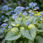 Kaukasusvergissmeinnicht 'Jack Frost Macrophylla' - 3 Stück - LumiBlumi