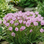 Calochortus cupido
