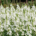 Prärielilie 'Leichtlinii Alba' - 15 Stück