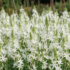 Prärielilie 'Leichtlinii Alba' - 15 Stück