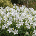 Campanula 'Avalanche Lactiflora' - Glockenblume