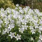 Campanula 'Avalanche Lactiflora' - Glockenblume