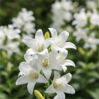 Campanula 'Avalanche Lactiflora' - Glockenblume