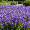 Glockenblume 'Kent Belle' - 10 Stück - LumiBlumi