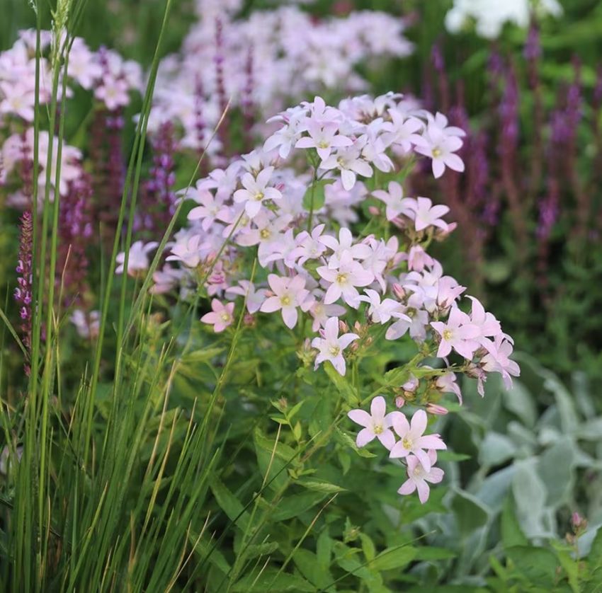 Campanula 'Loddon Anna Lactiflora' - Glockenblume