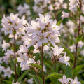 Glockenblume 'Loddon Anna Lactiflora' - 4 Stück - LumiBlumi