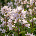 Glockenblume 'Loddon Anna Lactiflora' - 4 Stück - LumiBlumi