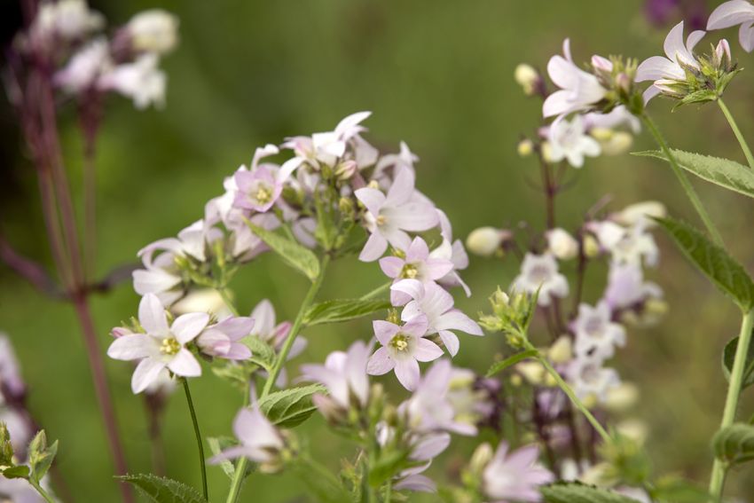 Campanula 'Loddon Anna Lactiflora' - Glockenblume