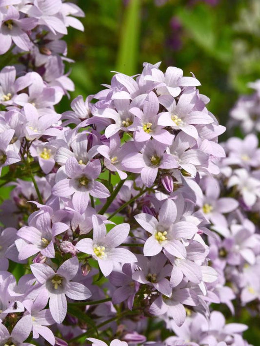 Glockenblumen Campanula loddon anna lactiflora
