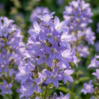 Glockenblume 'Prichards Variety Lactiflora' - 3 Stück - LumiBlumi
